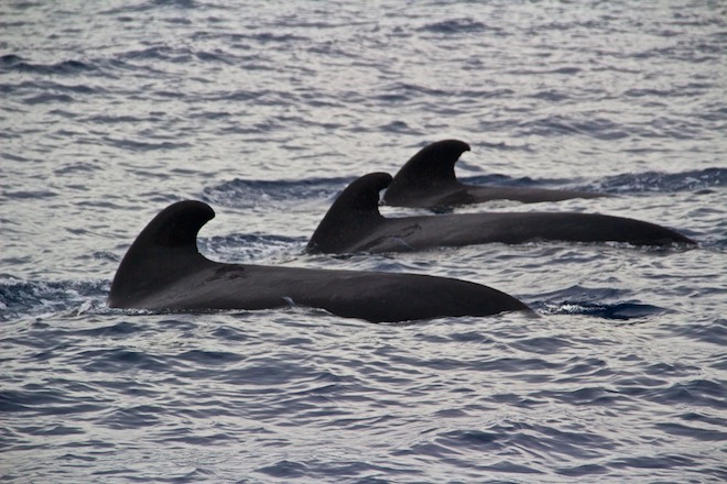 В Индии на берег выбросились более ста дельфинов