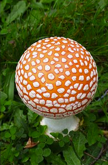 Невероятные грибы