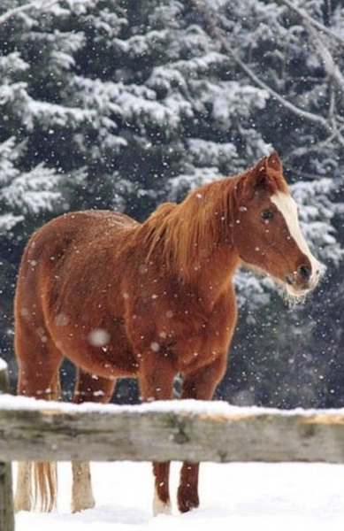 Лошади и снег
