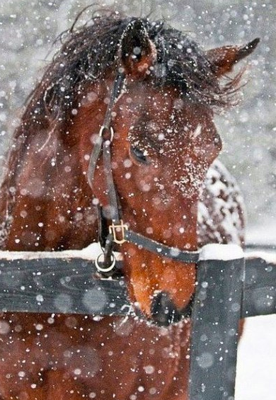 Лошади и снег