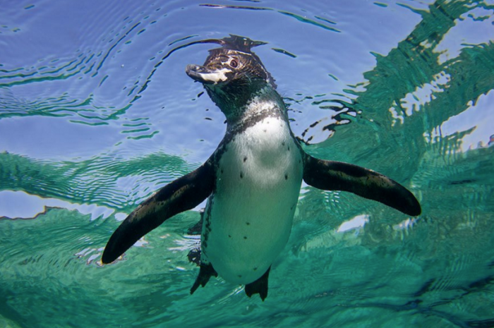 Чудесные фотографии пингвинов в естественной среде обитания 