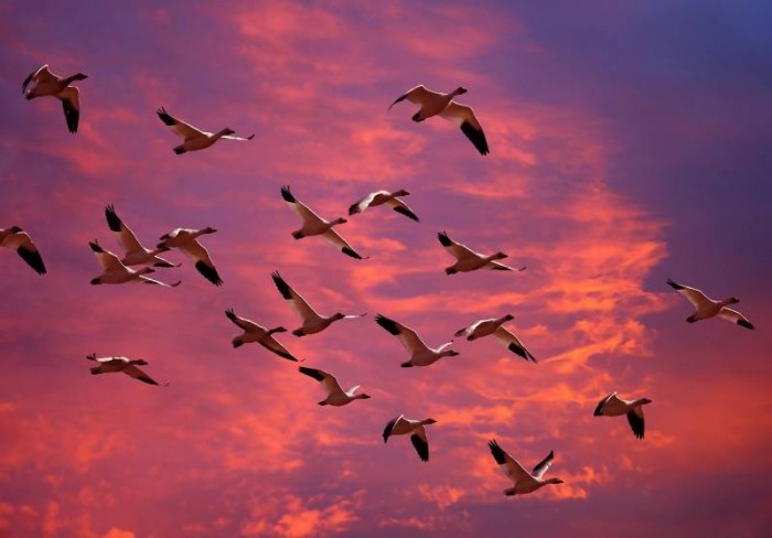 Ученые: Человечество вредно влияет на мигрирующих птиц