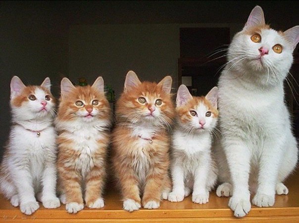 Довольные семейной жизнью кошки с маленькими котятами