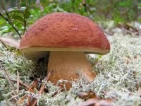 Интересные факты о грибах