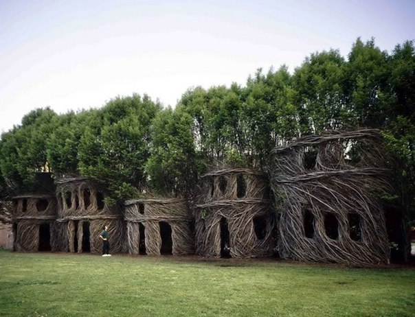 Удивительное свойство деревьев срастаться некоторые архитекторы используют в создании биоконструкций (+Фото)