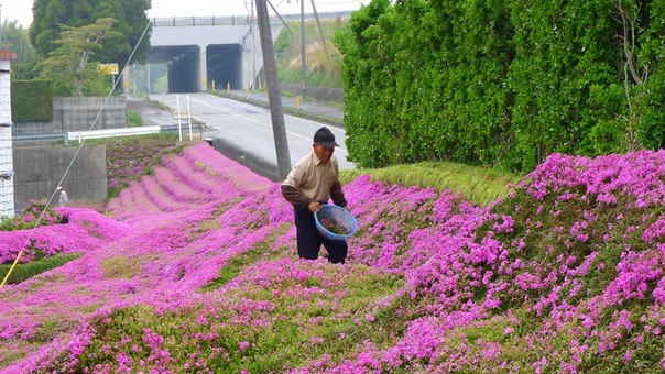 Любящий муж за 2 года посадил тысячи цветов для своей слепой жены, чтобы она наслаждалась их запахом