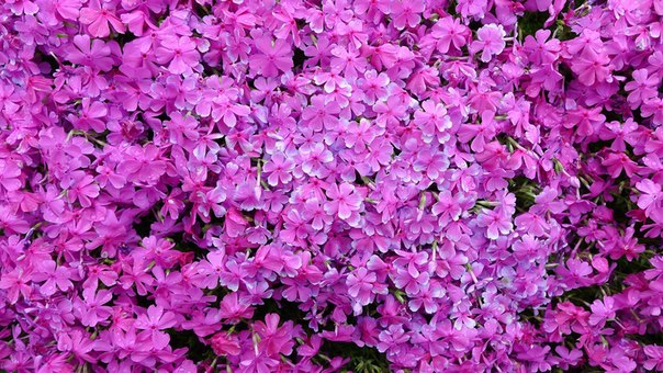 Любящий муж за 2 года посадил тысячи цветов для своей слепой жены, чтобы она наслаждалась их запахом