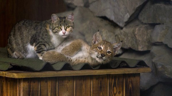 В зоопарке Новосибирска домашняя кошка выкормила рысь, от которой при рождении отказалась мать