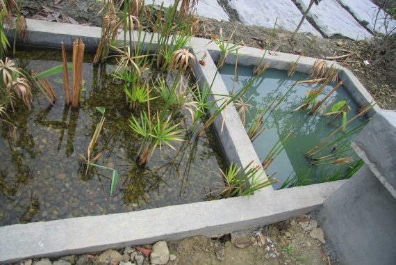 Искусственные‬ ‪болота‬, как система очистки сточных вод 