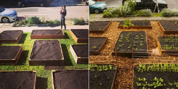 Как превратить газон в самодостаточный огород за 60 дней