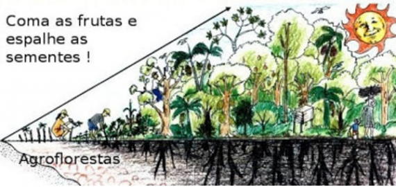 Как леса могут повысить урожайность вашей фермы. Синтропия Эрнста Готча (+Видео)