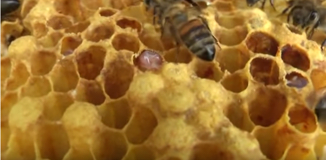 Колодное пчеловодство- свой мед в каждой семье