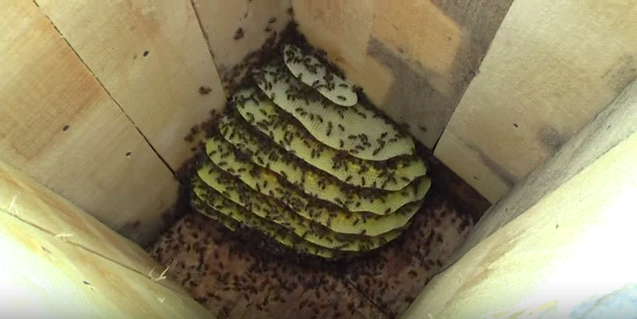 Колодное пчеловодство- свой мед в каждой семье