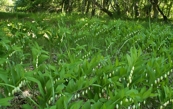Съедобные весенние дикорастущие травы. Подножное питание весной