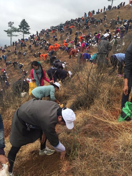 Королевство Бутан высадило 108 тысяч деревьев в честь рождения принца 
