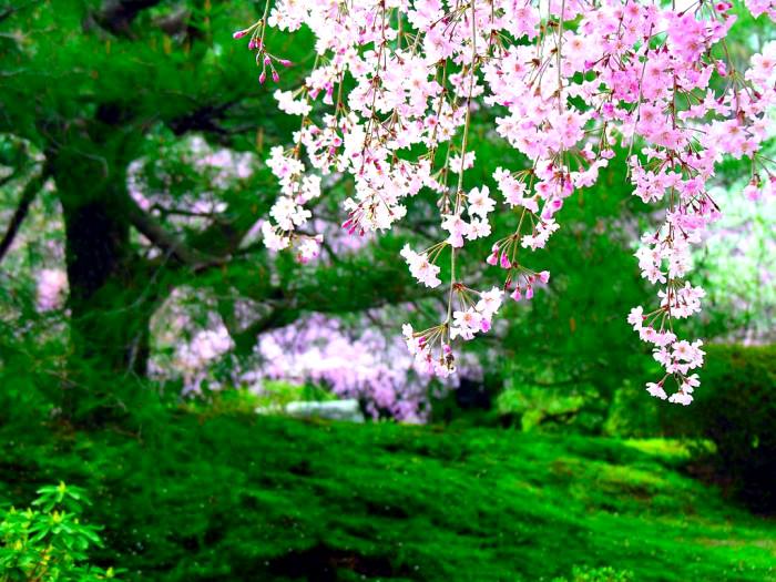 Цветущие деревья. Красота весны...