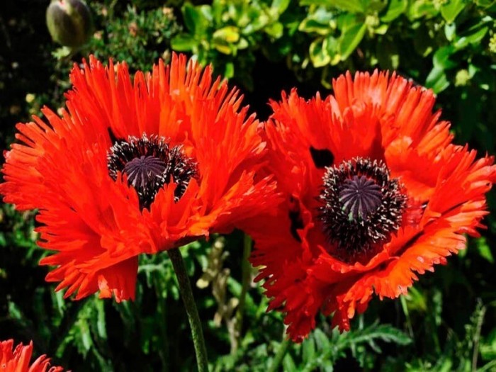 10 самых красивых растений для солнечной клумбы