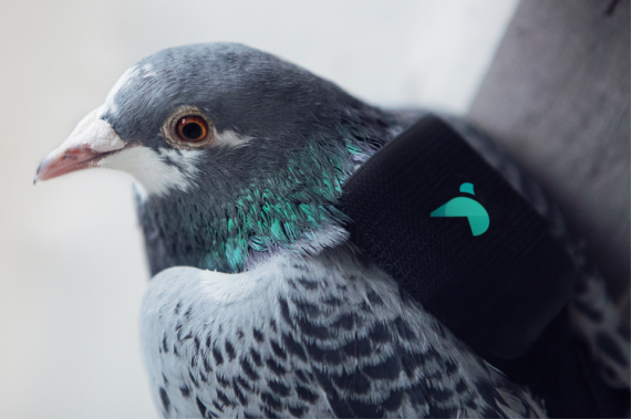 Как голуби отслеживают загрязнение воздуха в Лондоне. Проект Pigeon Patrol