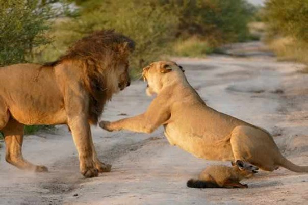Два льва приблизились к раненому лисенку… Затем произошло то, что не поддается объяснению