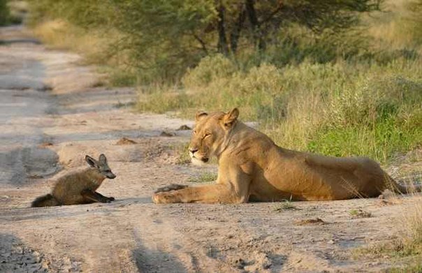 Два льва приблизились к раненому лисенку… Затем произошло то, что не поддается объяснению