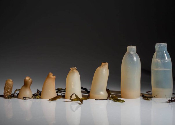 Как водоросли стали материалом для создания биоразлагаемых бутылок