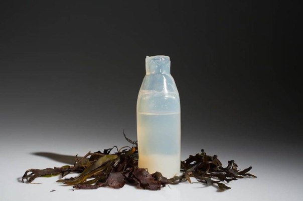 Как водоросли стали материалом для создания биоразлагаемых бутылок