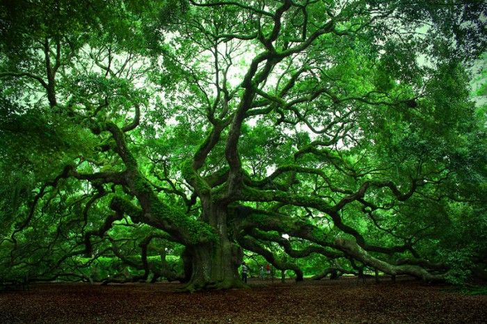 Copacii sînt unele dintre cele mai mari organisme vii de pe planet și unul dintre cele mai mari resurse naturale de pe Pămînt.