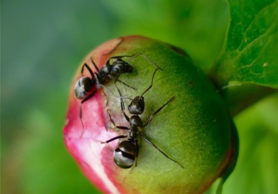 Cum să alungăm furnicile cu ajutorul ingredientelor naturale?