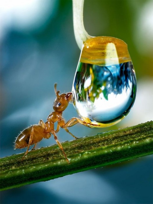 Как избавиться от муравьев с помощью натуральных ингредиентов?