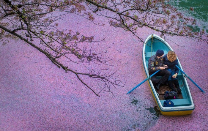 Раз в году это японское озеро превращается в волшебное место для незабываемого свидания (Фото)