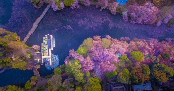Раз в году это японское озеро превращается в волшебное место для незабываемого свидания (Фото)