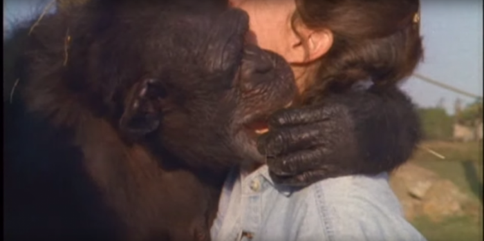 Linda Kebner avea doar 23 de ani cînd a lansat proiectul de reabilitare a șase maimuțe cimpanzeu. Maimuțele s-au născut în captivitate și au fost crescute doar pentru experiențe. După aceasta, experții, de regulă, ucideau animalele – întoarcerea în habitatul lor natural ar fi fost practic imposibil. Însă Linda se deosebea de ceilalți: tînăra nu a putut permite să fie ucise, fără a le oferi șansa de a se reabilita în junglă...