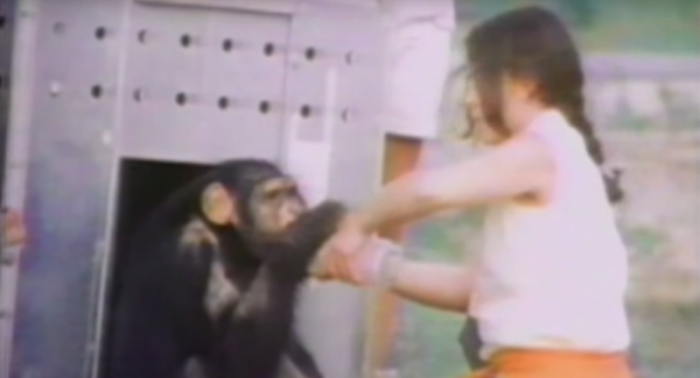 Шимпанзе не забыла, что сделала эта женщина. Спустя 18 лет они наконец встретились