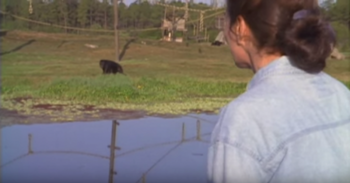 Linda Kebner avea doar 23 de ani cînd a lansat proiectul de reabilitare a șase maimuțe cimpanzeu. Maimuțele s-au născut în captivitate și au fost crescute doar pentru experiențe. După aceasta, experții, de regulă, ucideau animalele – întoarcerea în habitatul lor natural ar fi fost practic imposibil. Însă Linda se deosebea de ceilalți: tînăra nu a putut permite să fie ucise, fără a le oferi șansa de a se reabilita în junglă...