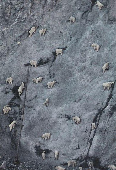 Вы когда-нибудь задумывались о горных козлах?
