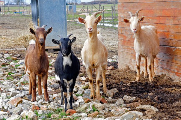 В Италии есть ферма свободных животных