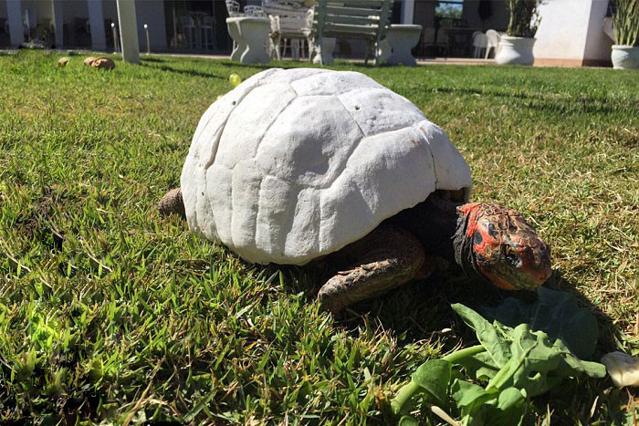Травмированная черепаха получила первый в мире панцирь, распечатанный на 3D-принтере