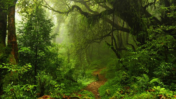 Лесотерапия или зачем чаще гулять по лесу? 