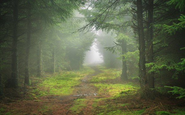 Лесотерапия или зачем чаще гулять по лесу? 