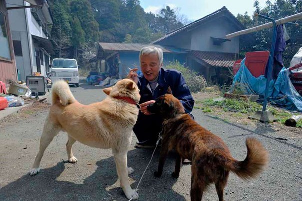 Этот японец вернулся в зараженную зону Фукусимы, чтобы кормить брошенных там животных