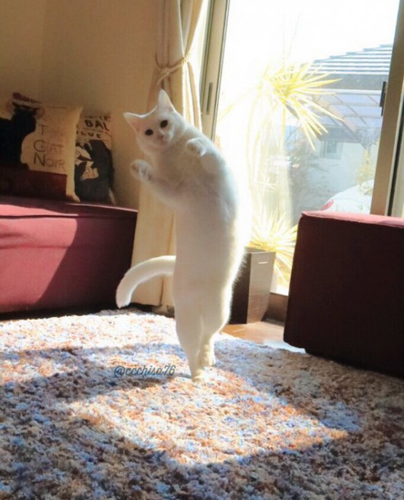 Эта кошка танцует так, будто никто ее не видит