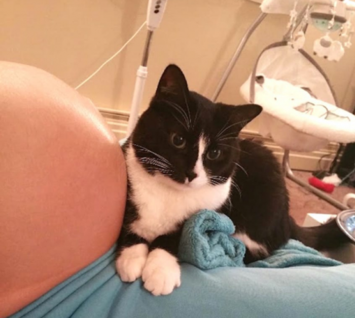 Кошка не слезала с живота будущей мамы, но самое интересное случилось после родов…