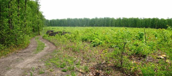 Молдавский лес уничтожают, несмотря на все программы и меры его защиты
