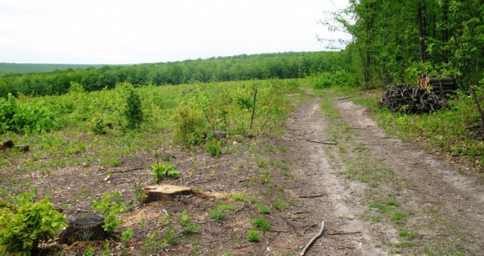 Молдавский лес уничтожают, несмотря на все программы и меры его защиты