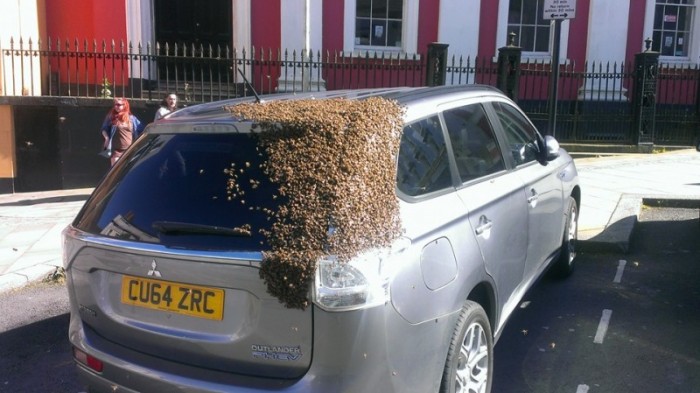Carol Hovart din Marea Britanie și-a parcat mașina pentru a merge la cumpărături. Cînd a revenit a văzut o priveliște parcă desprinsă din filmele fantasy: portbagajul mașinii era acoperit de un roi de albine!