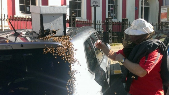 2 дня пчелиный рой атаковал машину этой женщины. Открыв багажник, она поняла почему