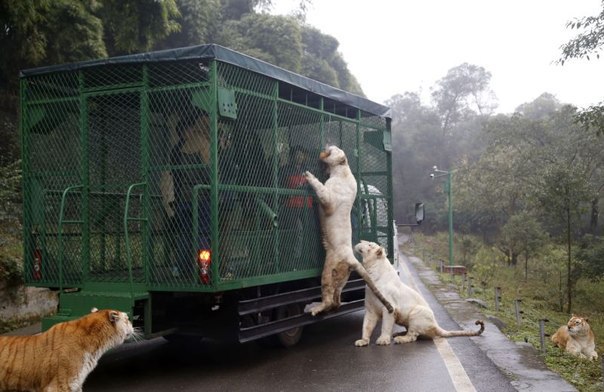 Правильный зоопарк открылся в Китае
