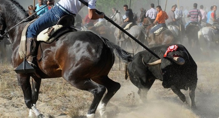 В Испании запретили убивать быков на празднике «Торо де ла Вега»