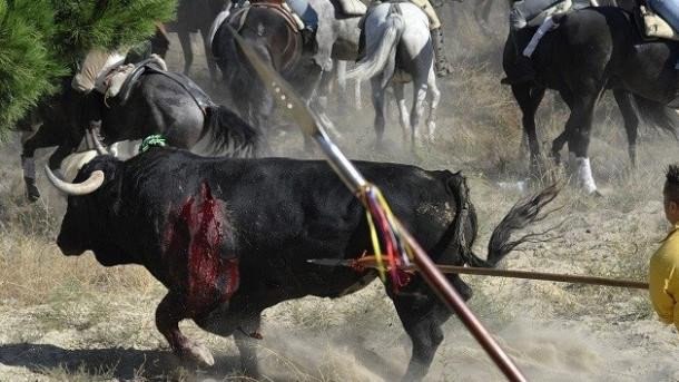 Autorităţile din Spania au decis să interzică omorul taurilor la sărbătoarea naţională „Toro de la Vega”, ce se desfăşoară anual în municipiul Tordesillas. Această interdicţie a fost aprobată de autorităţile locale ale comunităţii autonome Castilia şi Leon.