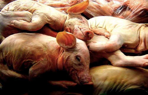 Промышленное животноводство — одно из самых страшных преступлений в истории